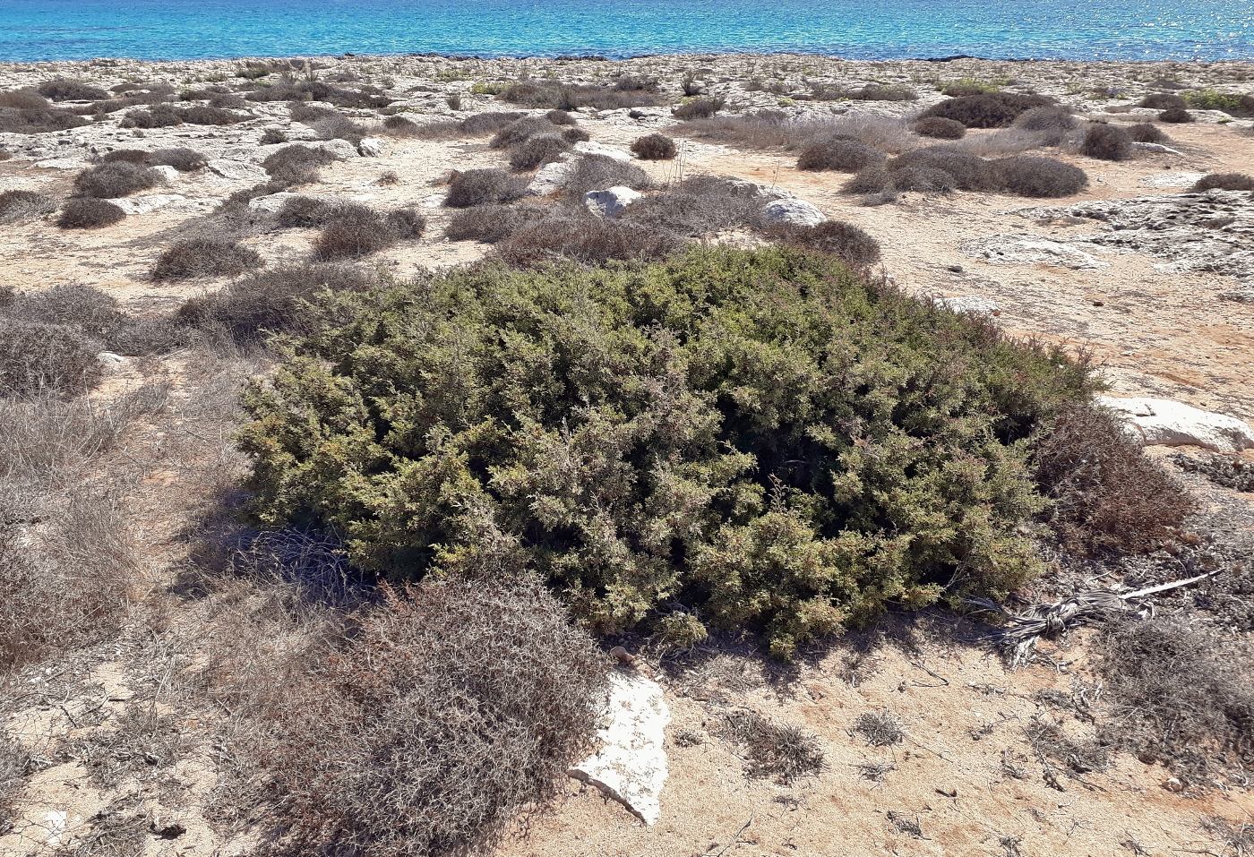 Image of Juniperus phoenicea specimen.