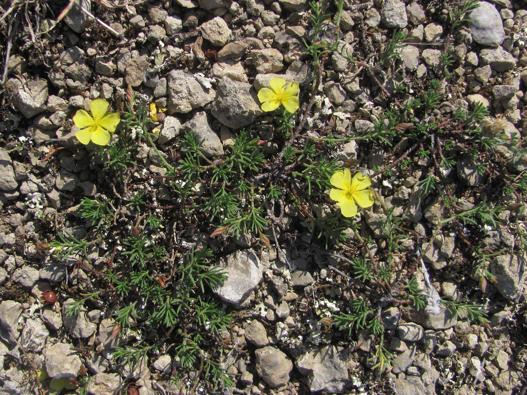 Изображение особи Fumana procumbens.