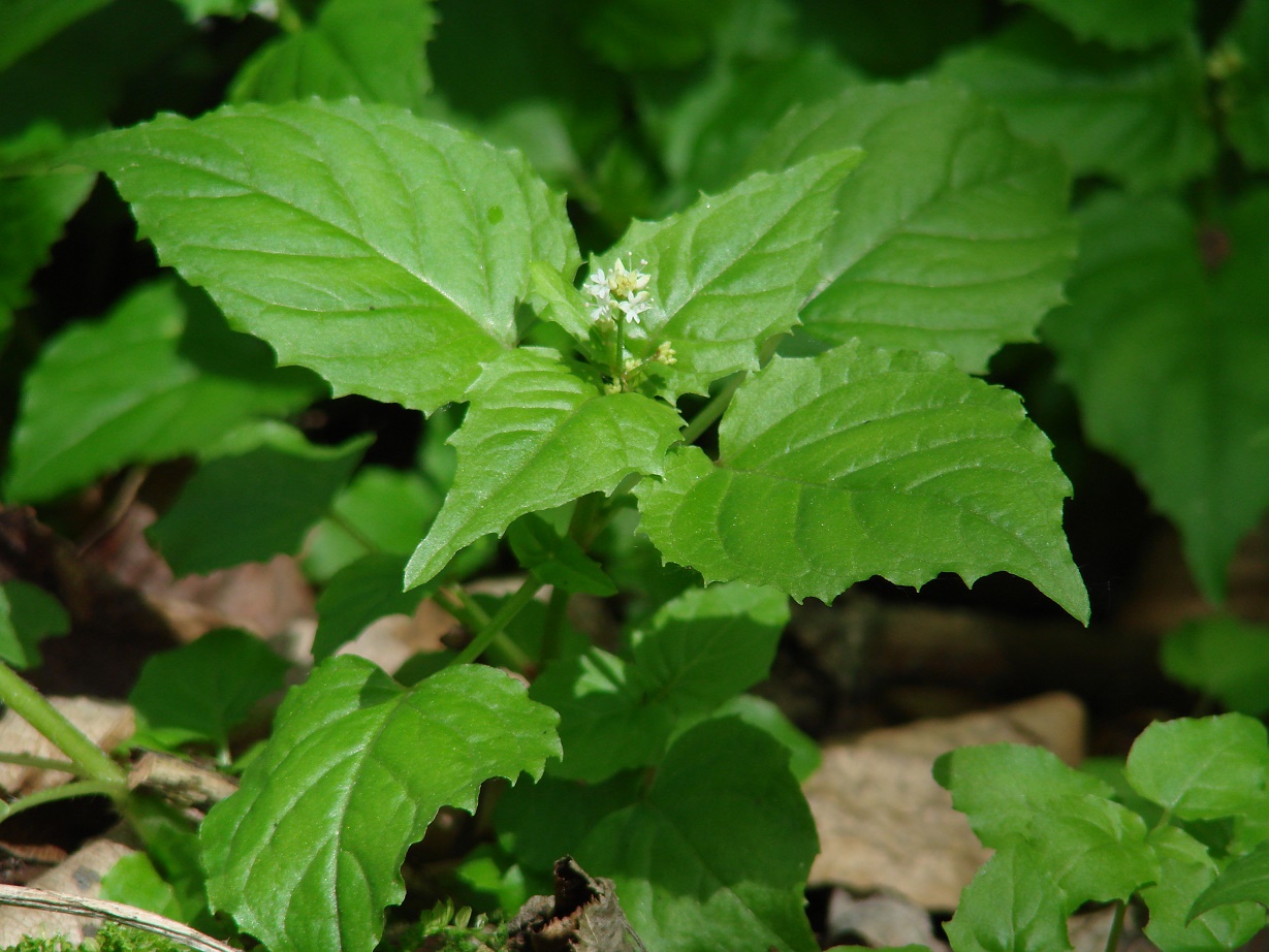 Изображение особи Circaea alpina.