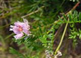 Astragalus brachybotrys