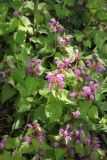 Lamium maculatum. Цветущие растения. Краснодарский край, Черноморское побережье Кавказа, окр. г. Новороссийск, Маркотхский хребет, окр. м. Шесхарис, обочина грунтовой дороги в балочном лесу. 29 апреля 2017 г.