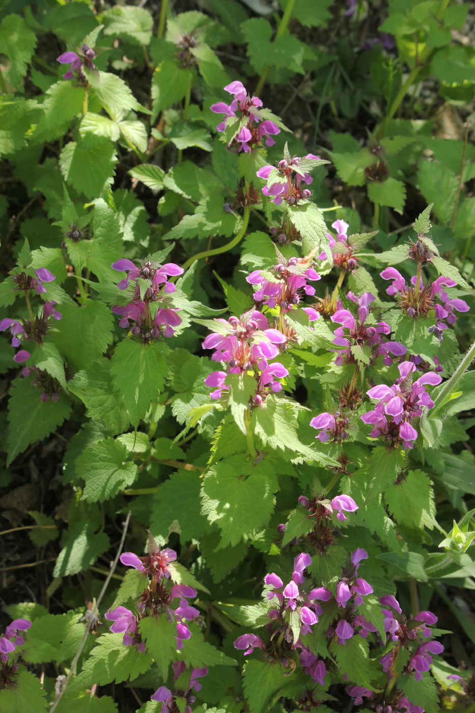 Image of Lamium maculatum specimen.