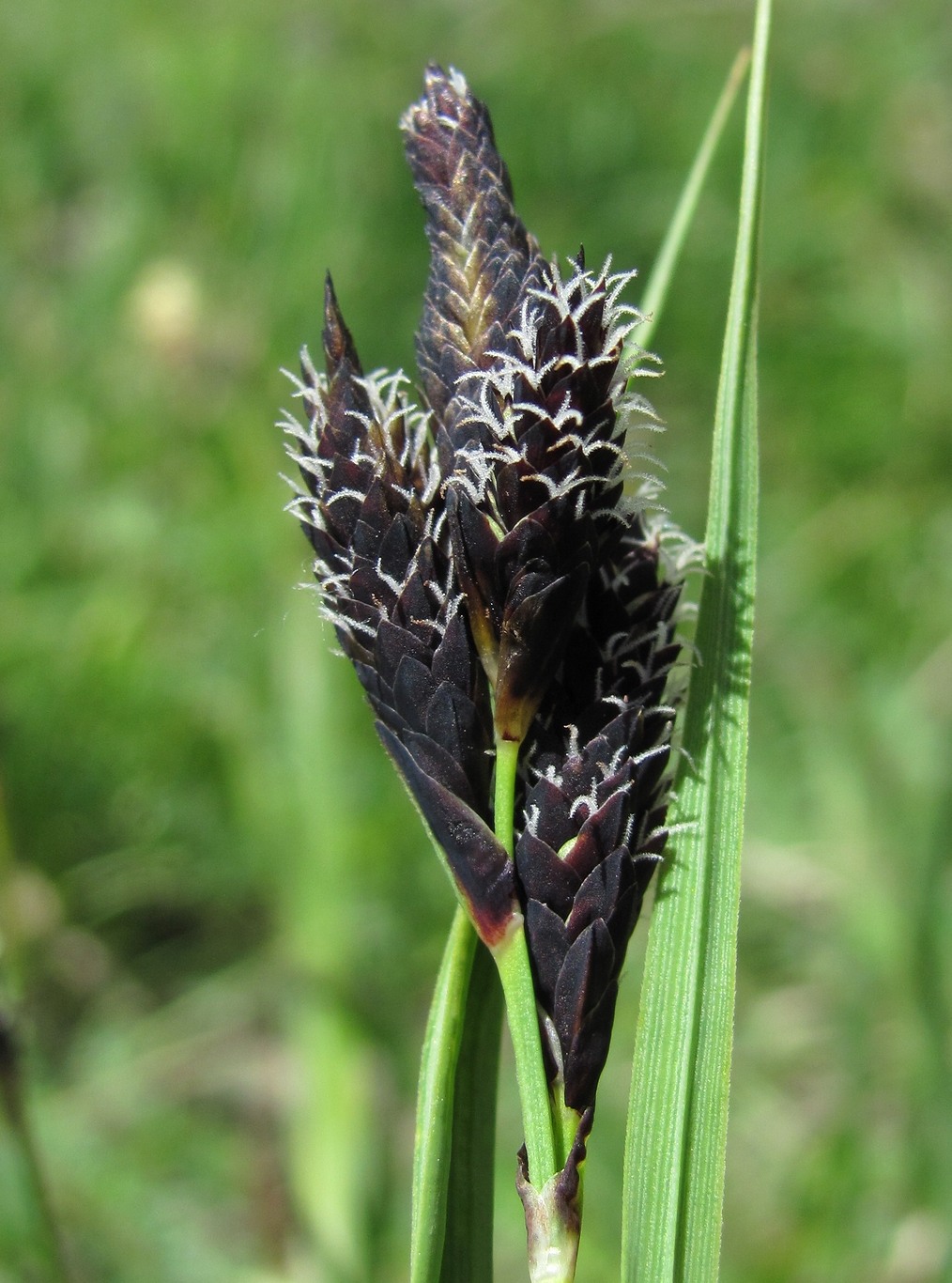 Image of Carex medwedewii specimen.