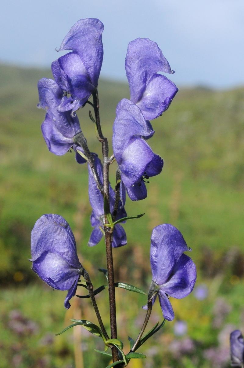 Image of Aconitum karakolicum specimen.