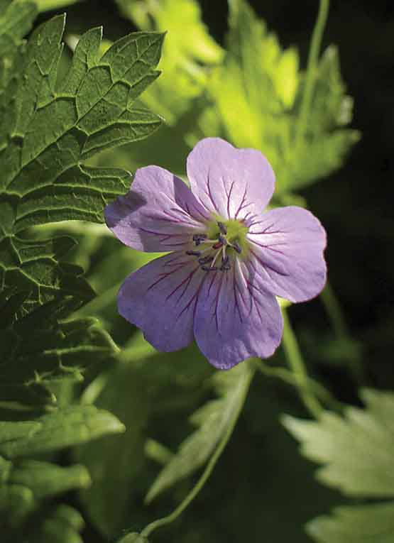 Изображение особи род Geranium.