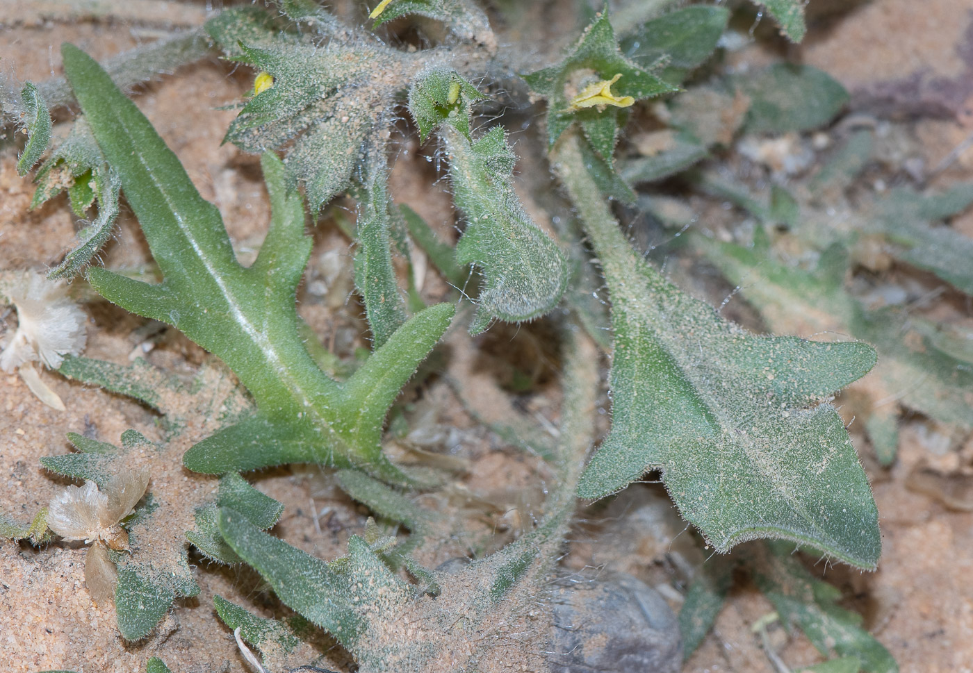 Изображение особи Hyoscyamus pusillus.