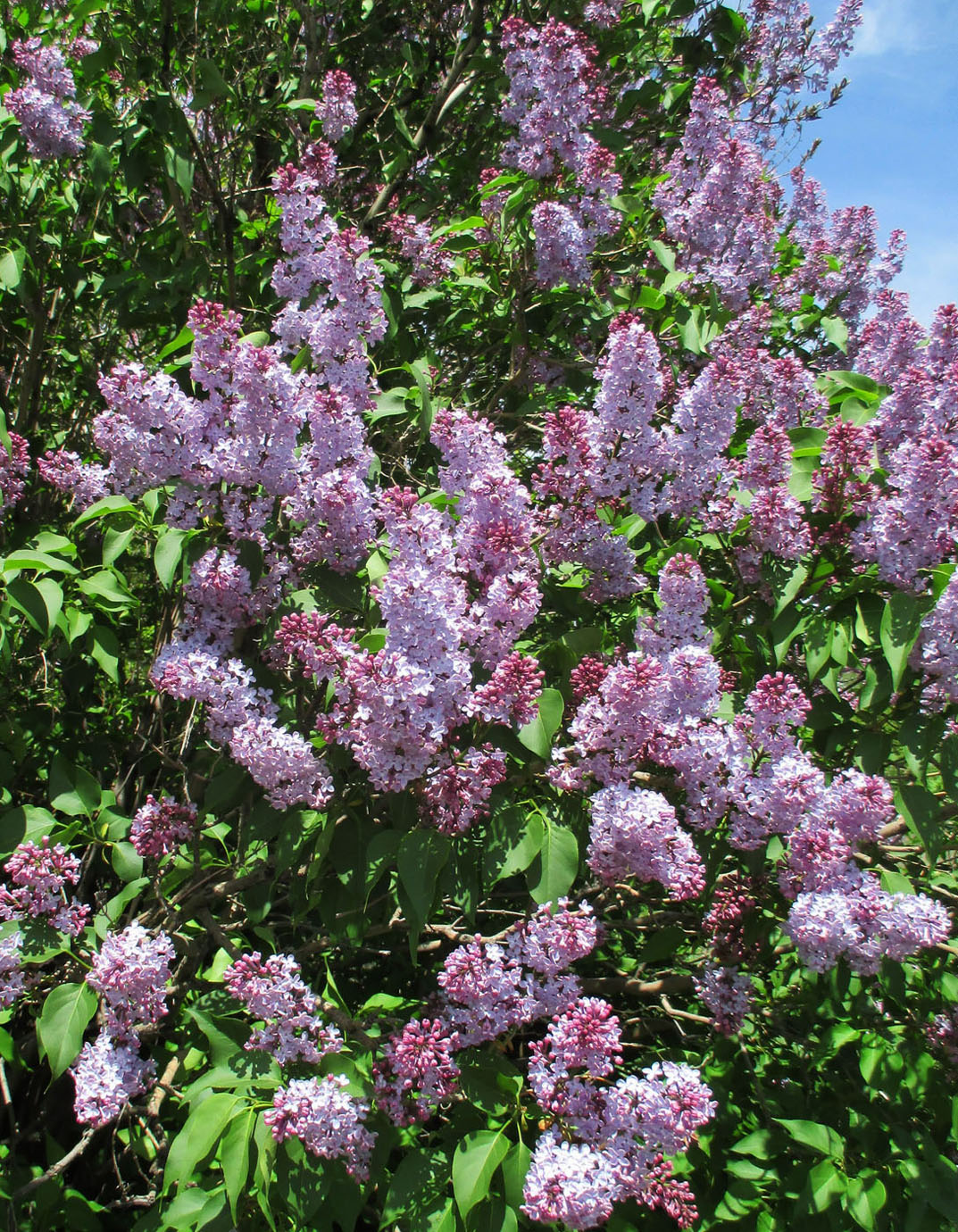 Image of Syringa vulgaris specimen.