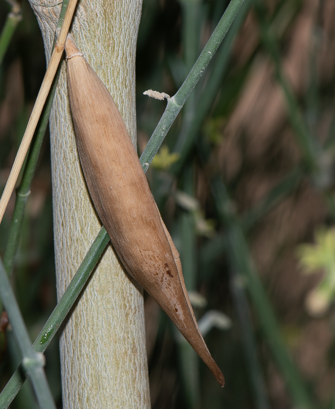 Image of Leptadenia pyrotechnica specimen.