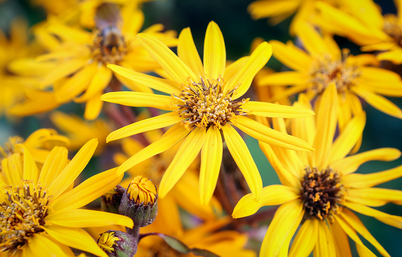 Изображение особи Ligularia dentata.