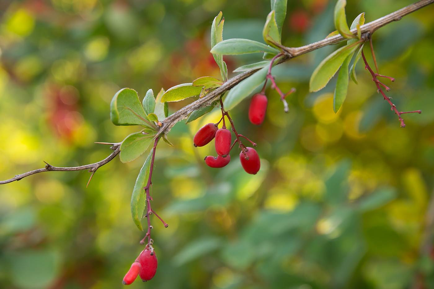 Image of Berberis amurensis specimen.