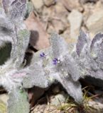 Ajuga orientalis