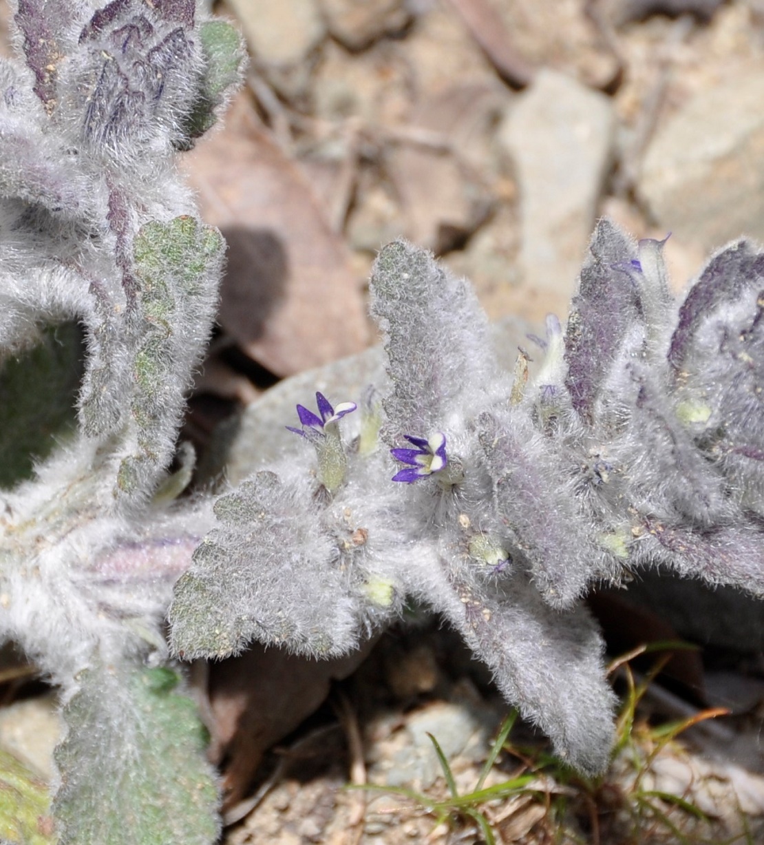 Image of Ajuga orientalis specimen.