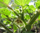 Physalis pubescens. Цветок. Татарстан, г. Бавлы, сад. 03.07.2010.