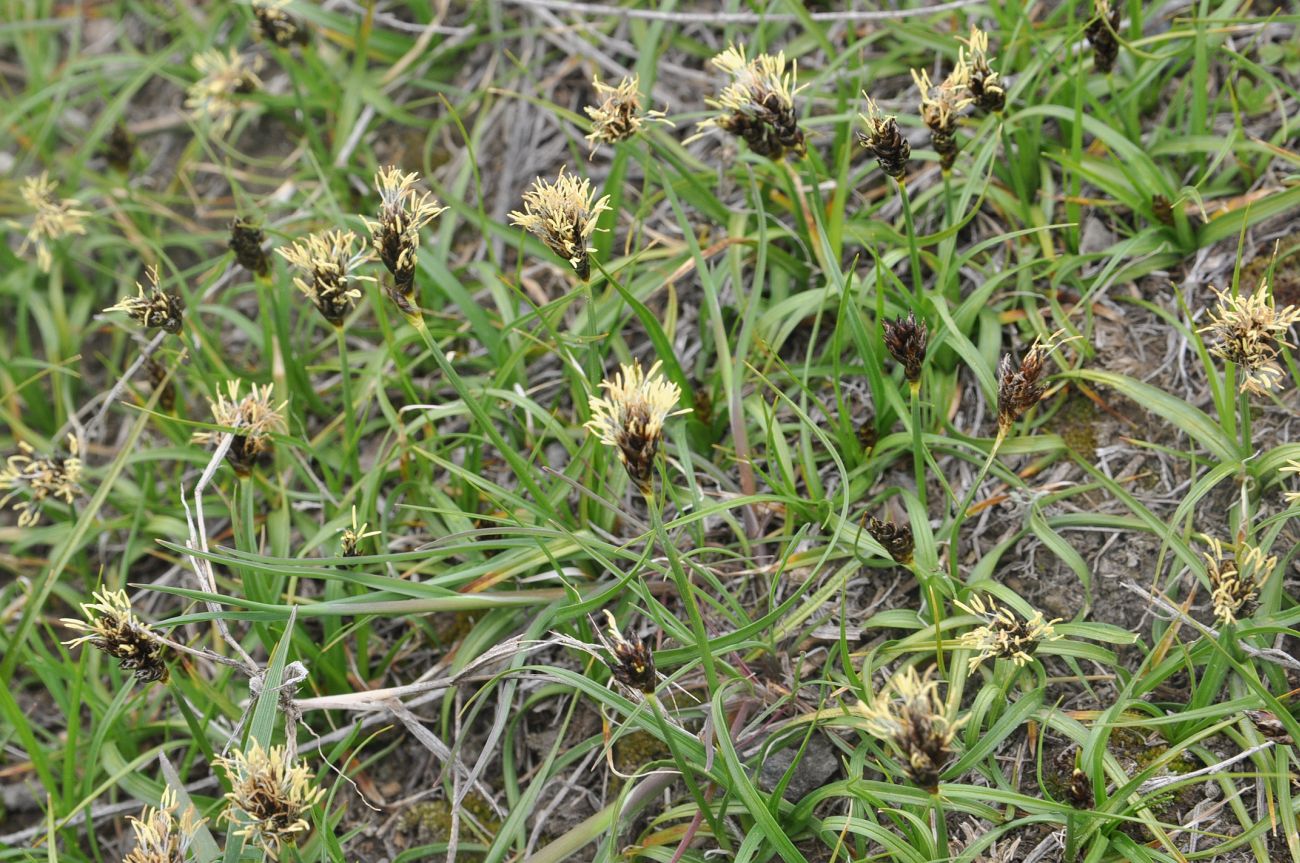 Image of genus Carex specimen.