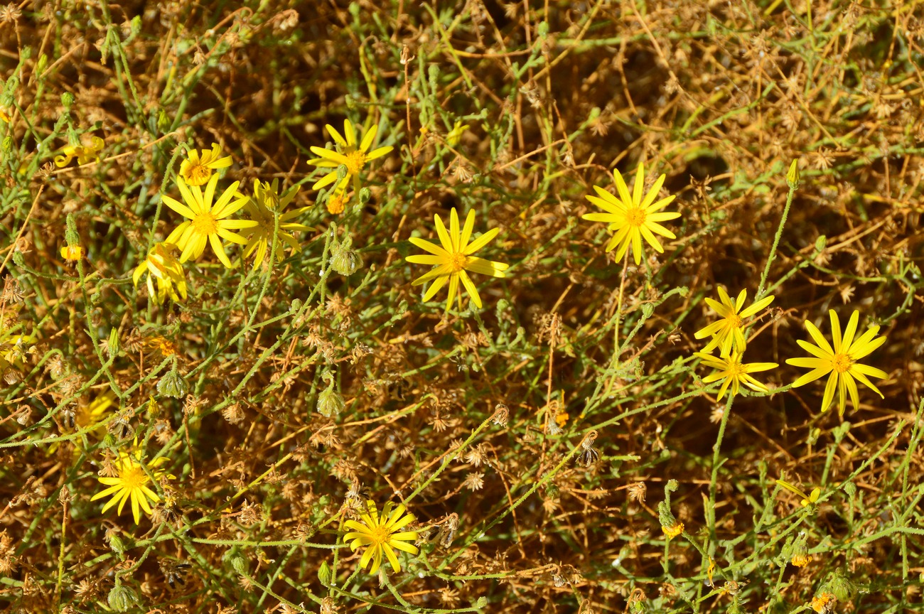 Изображение особи семейство Asteraceae.