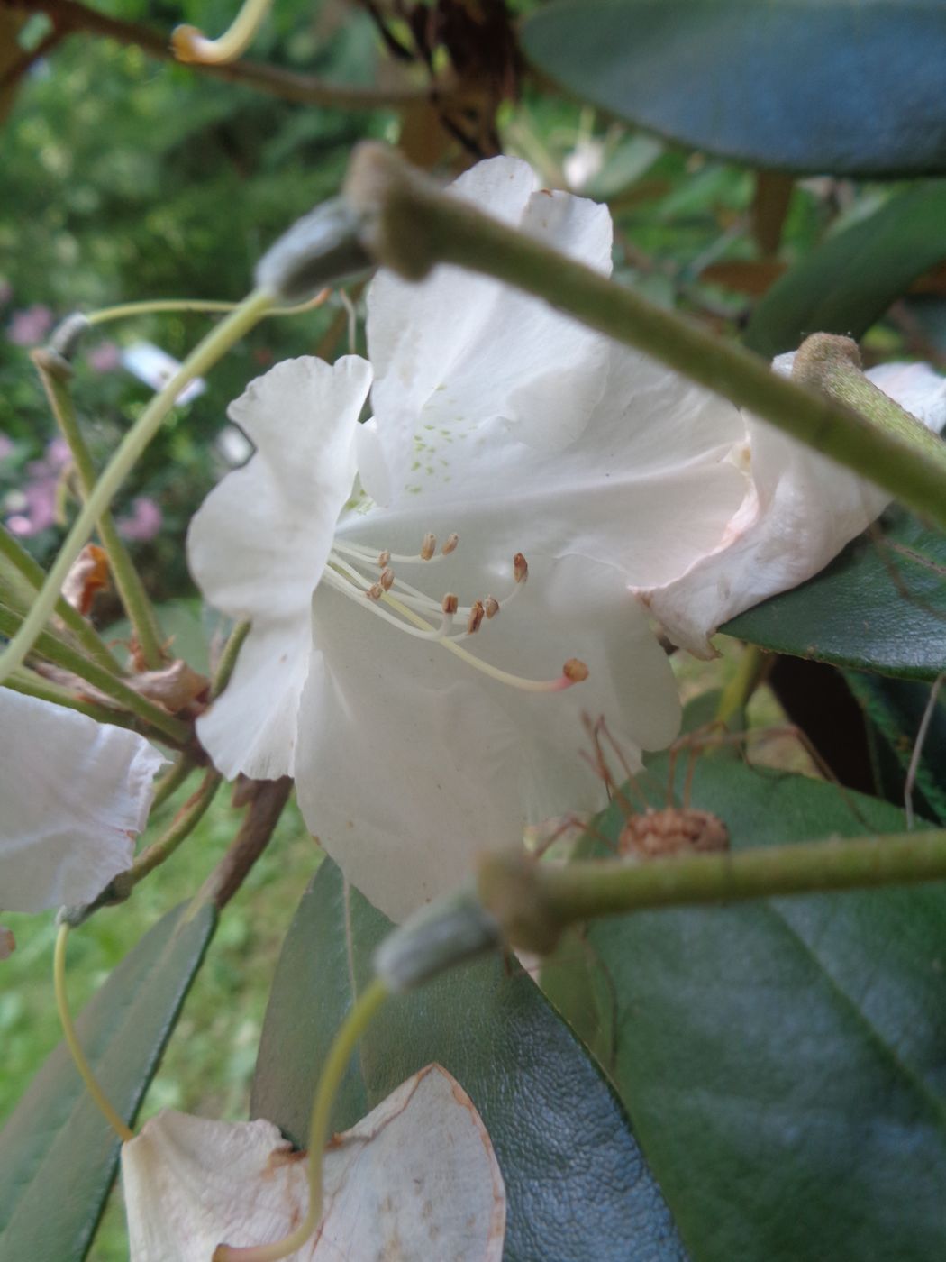 Изображение особи Rhododendron brachycarpum.