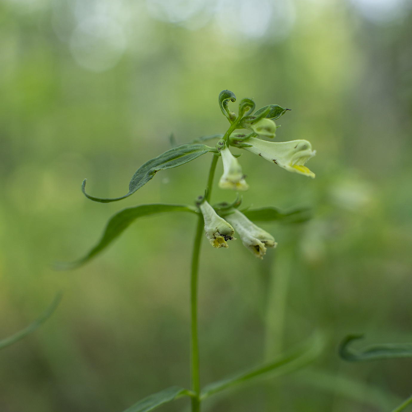 Изображение особи Melampyrum pratense.