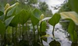 Calla palustris