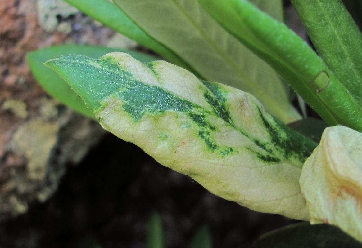 Image of Rhododendron caucasicum specimen.