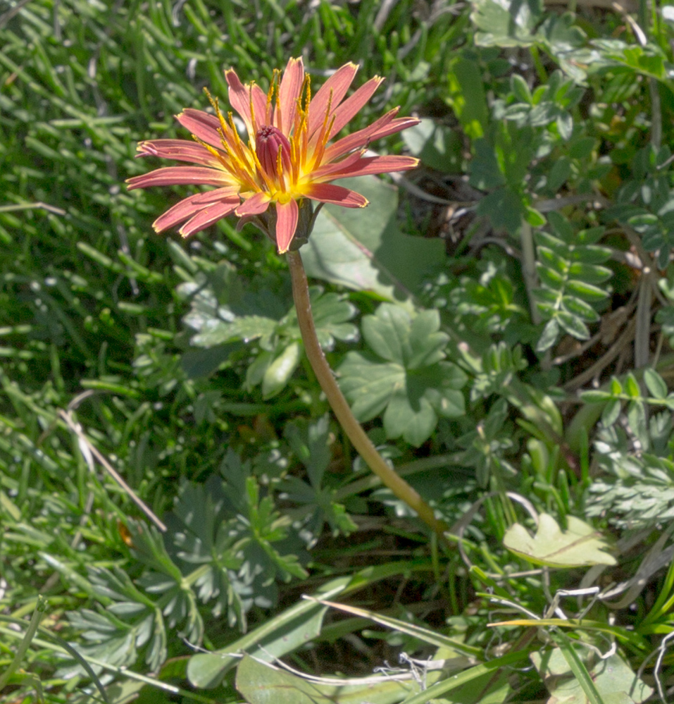 Изображение особи Taraxacum porphyranthum.