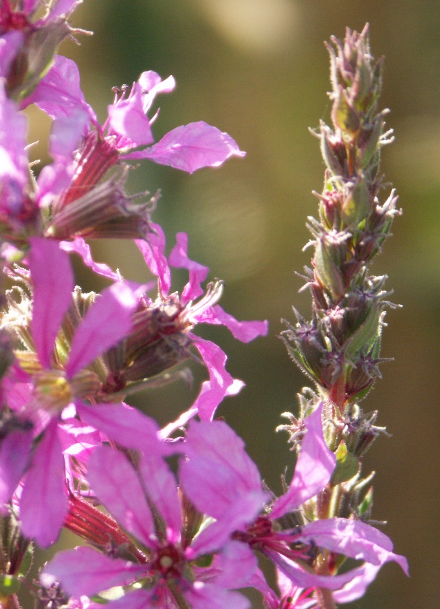 Image of Lythrum intermedium specimen.