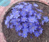 Hepatica nobilis. Цветущее растение. Тверская обл., г. Тверь, Заволжский р-н, клумба возле многоэтажки. 23 апреля 2019 г.