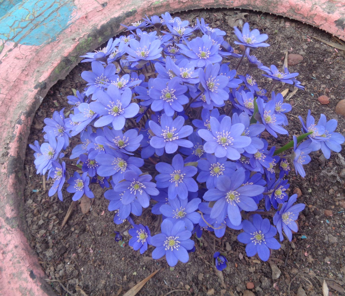 Image of Hepatica nobilis specimen.