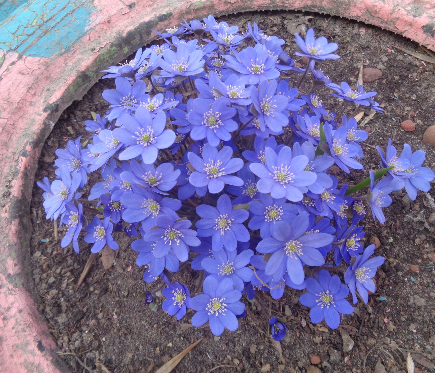 Изображение особи Hepatica nobilis.