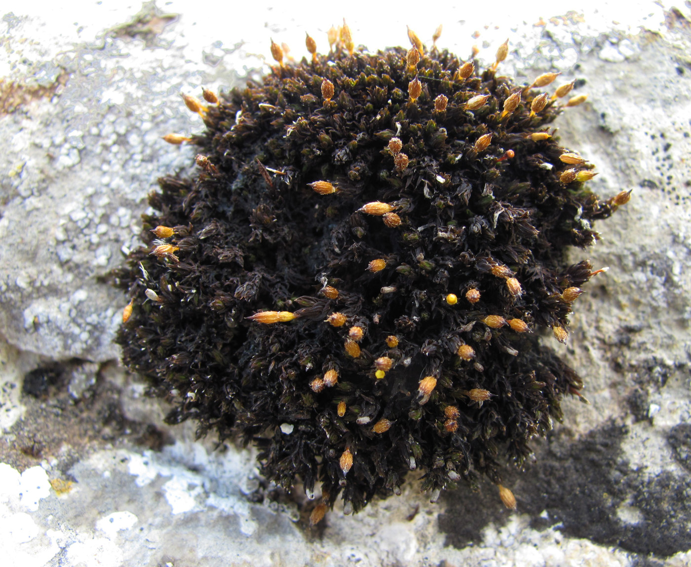 Image of genus Orthotrichum specimen.