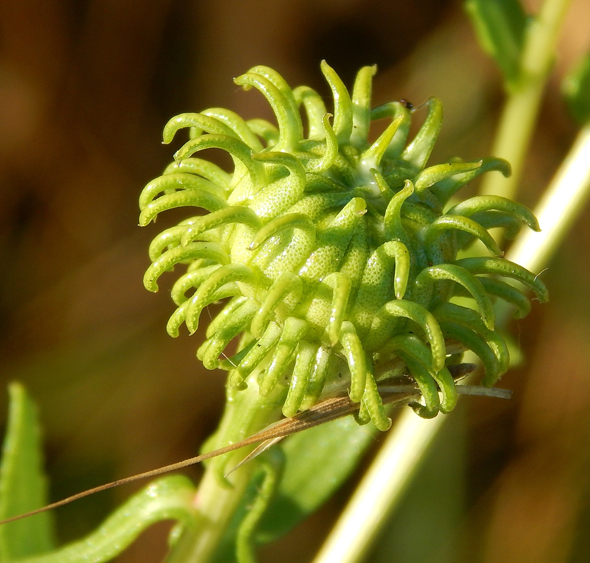 Image of Grindelia squarrosa specimen.