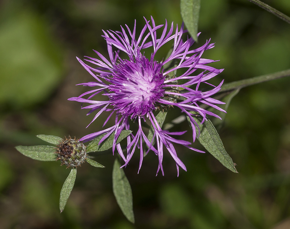 Image of Centaurea salicifolia specimen.