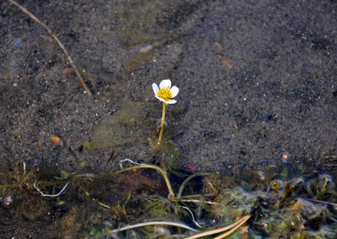 Image of genus Batrachium specimen.