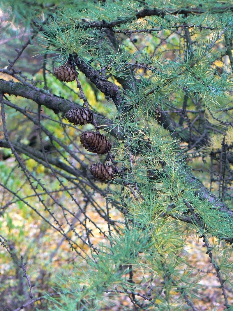 Image of genus Larix specimen.