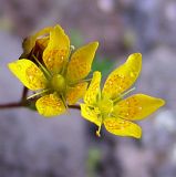 Saxifraga flagellaris