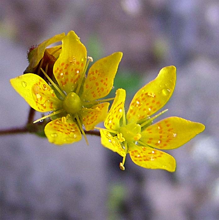 Изображение особи Saxifraga flagellaris.