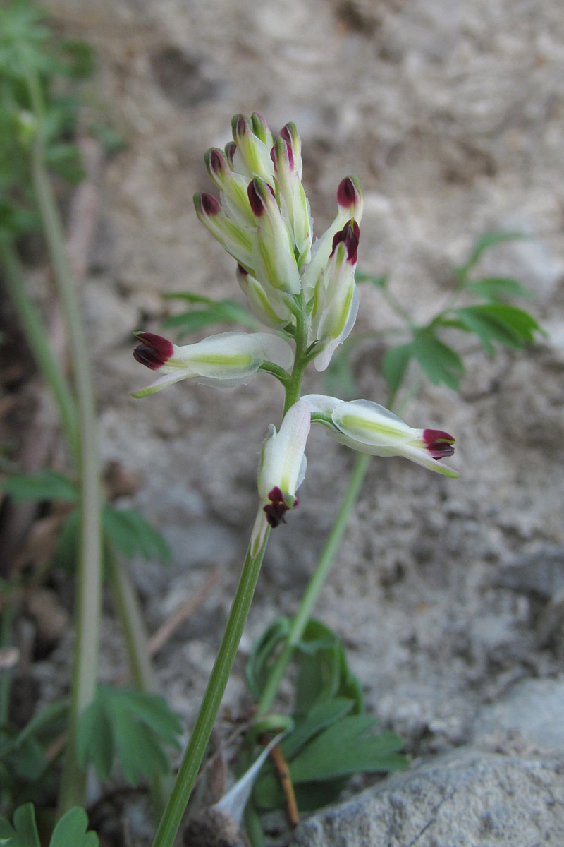 Image of Fumaria capreolata specimen.