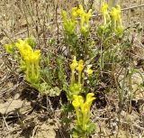 Scutellaria orientalis