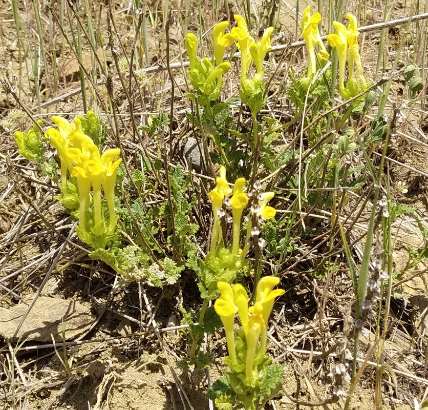 Изображение особи Scutellaria orientalis.