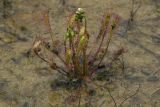 Drosera anglica. Зацветающее растение. Сахалинская обл., Охинский р-н, окр. г. Оха, побережье Охотского моря, юго-западный берег залива Кету (Первая бухта), старая автомобильная колея. 24.07.2017.