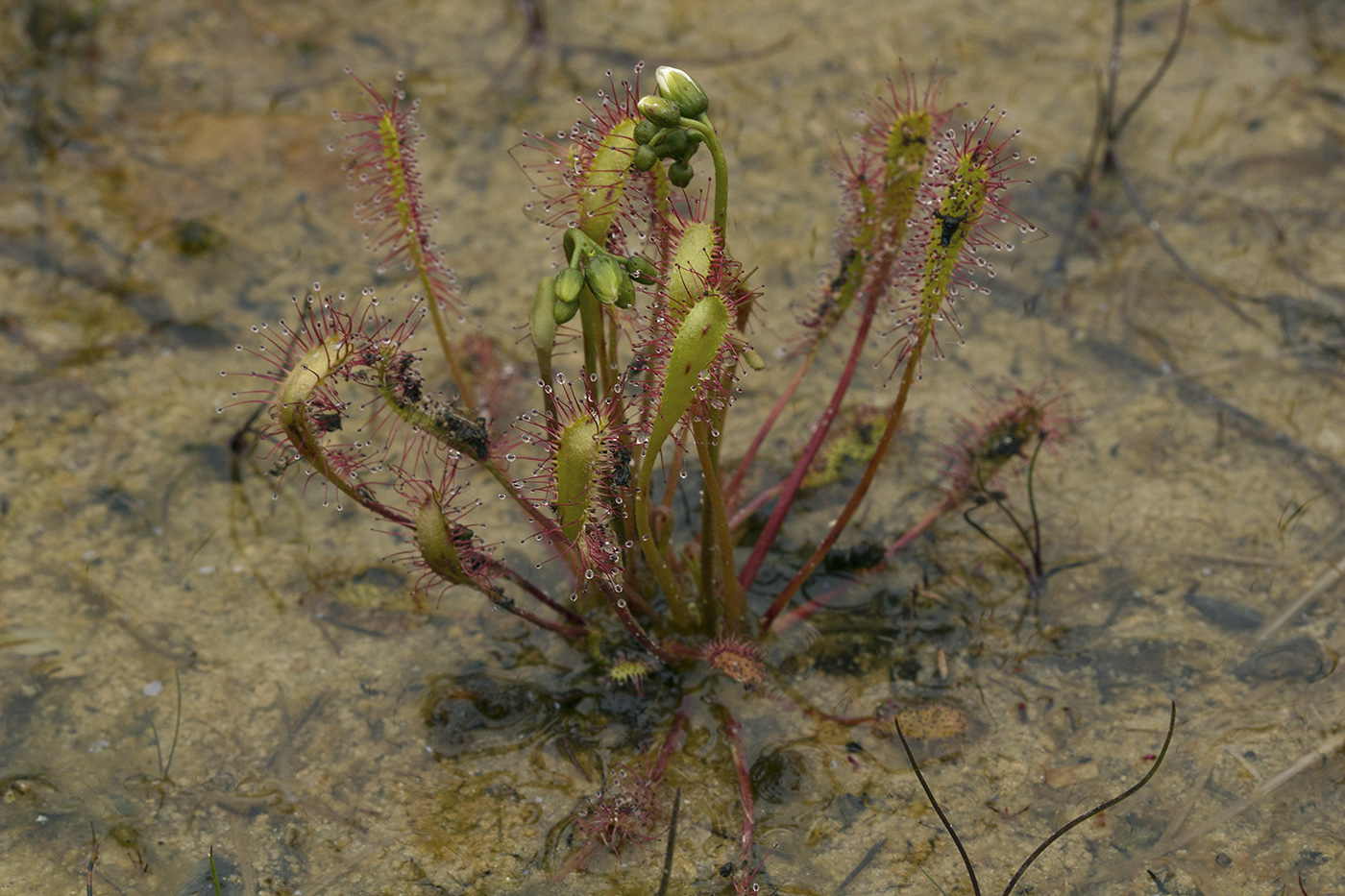 Изображение особи Drosera anglica.