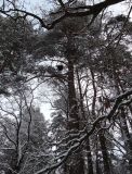 Pinus sylvestris. Сосна с \"ведьминой метлой\" в кроне. Беларусь, г. Гродно, лесопарк Пышки. 24.12.2018.