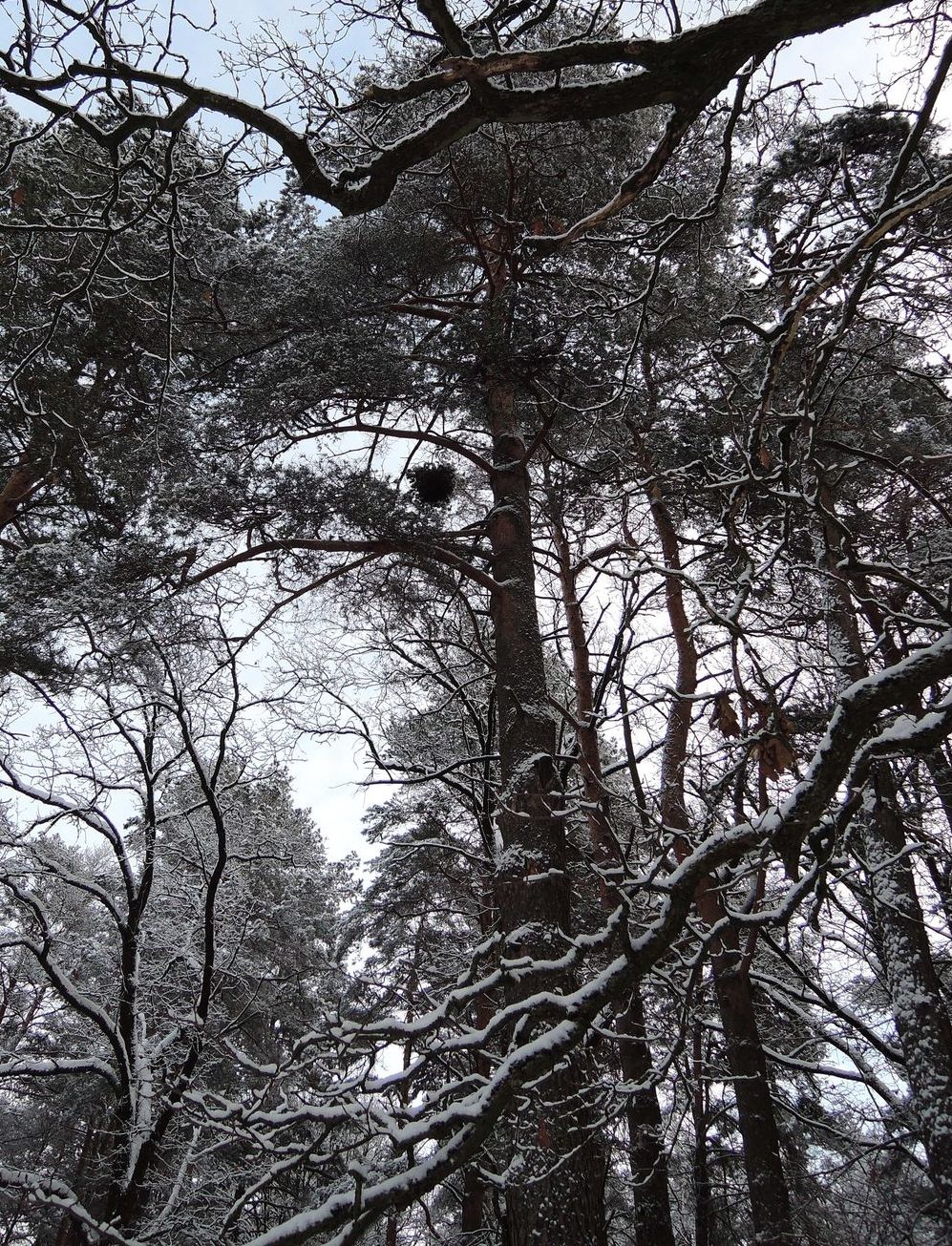 Image of Pinus sylvestris specimen.