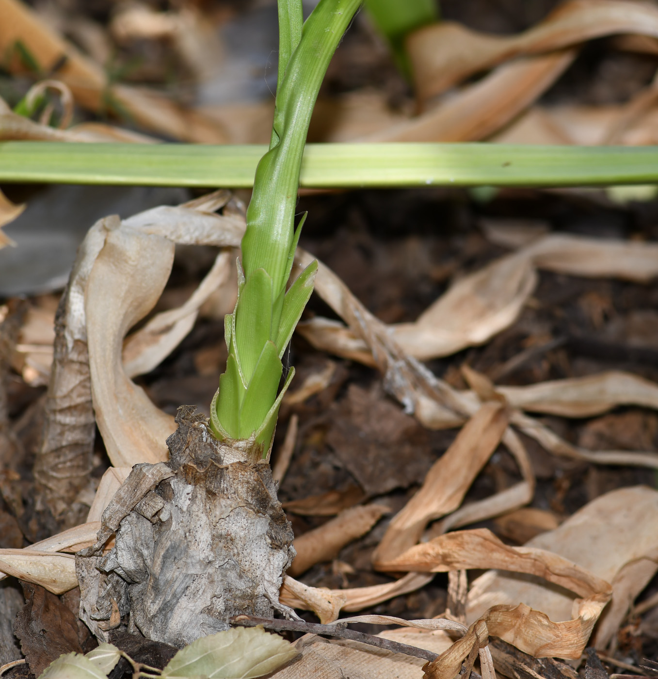 Изображение особи род Crinum.