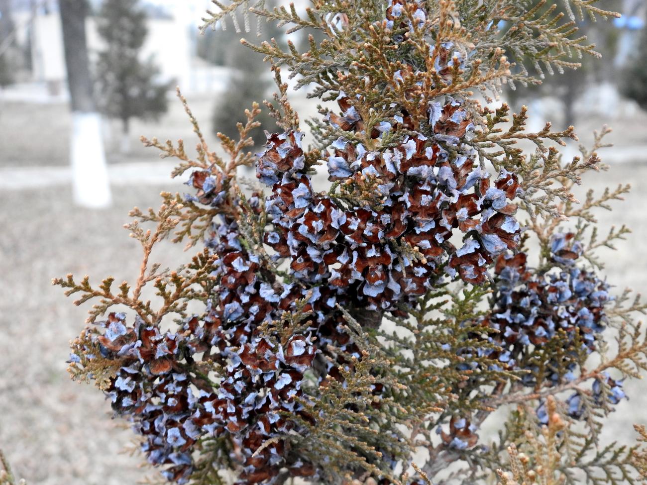 Изображение особи Platycladus orientalis.