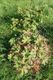 Geranium wlassovianum. Растение с листьями, принимающими осеннюю окраску. Иркутская обл., Иркутский р-н, дер. Позднякова, сад. 31.08.2019.