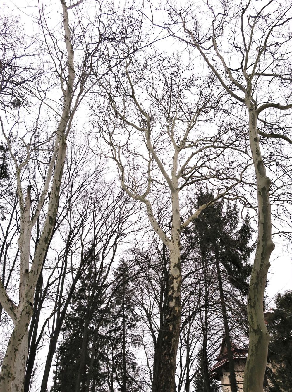 Image of Platanus × acerifolia specimen.