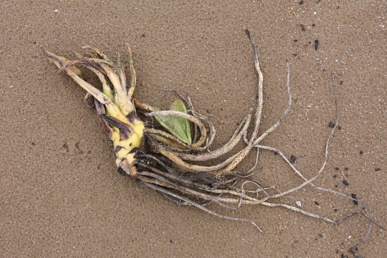 Image of Nuphar lutea specimen.