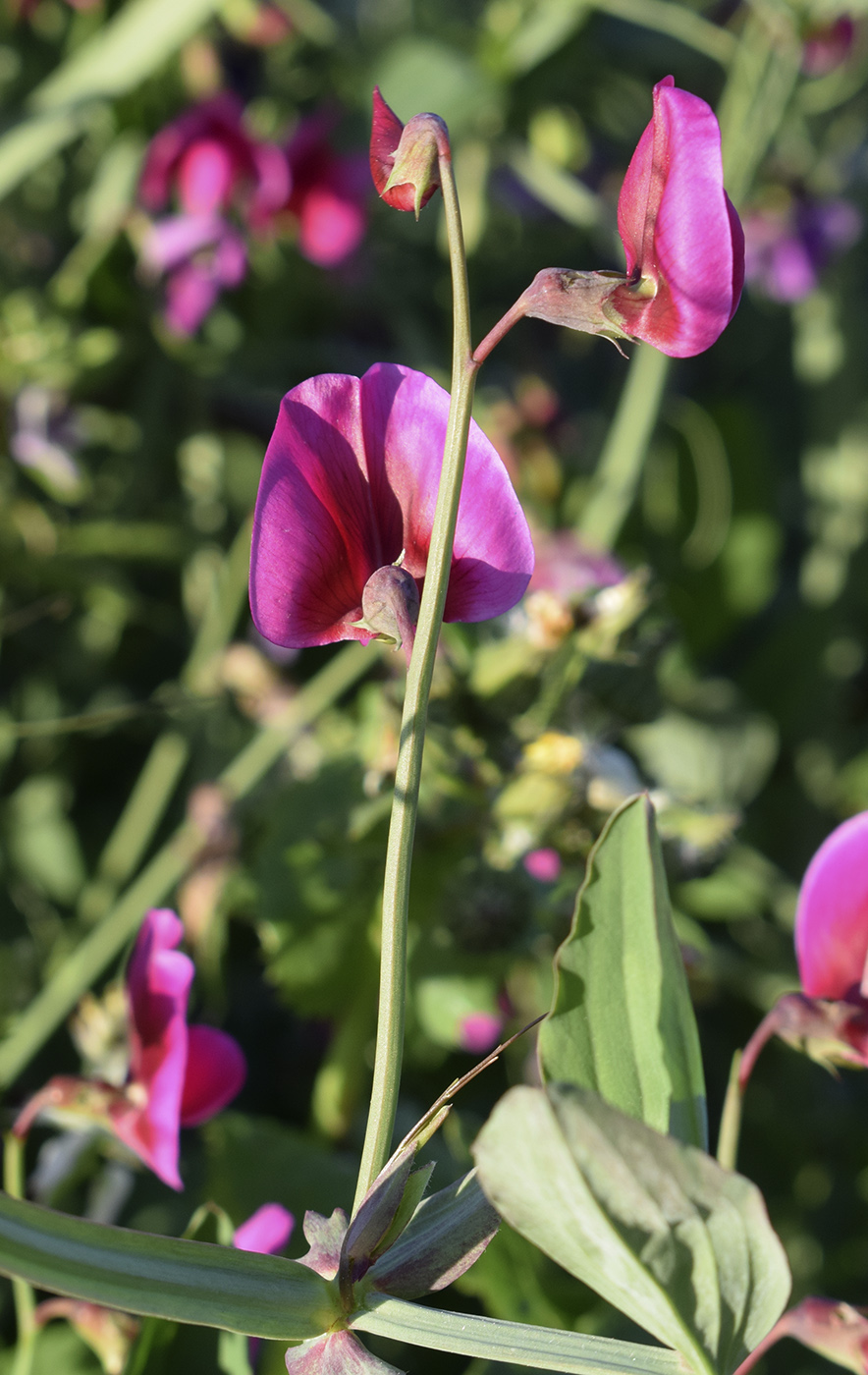 Изображение особи Lathyrus tingitanus.