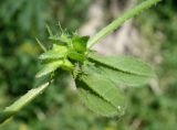 Asperugo procumbens. Плоды и листья. Кыргызстан, Чуйская обл., западная окр. с. Восток, около дороги. 21.05.2019.