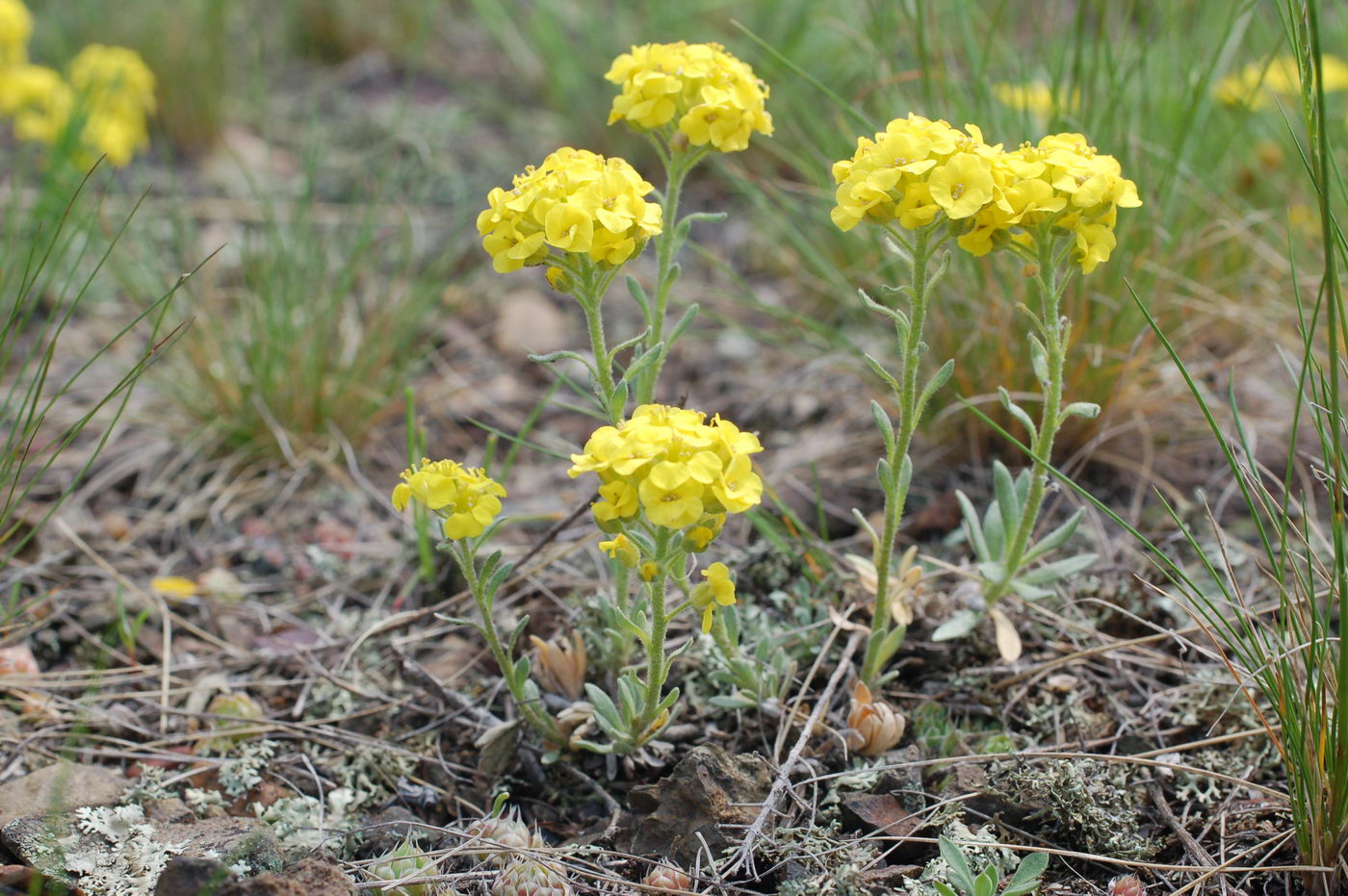 Изображение особи Alyssum lenense.